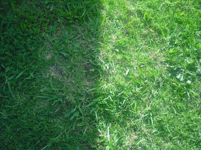 Here is a photo of my grass in my backyard! 

ENTERED IN "LIGHT" COMPETITION.