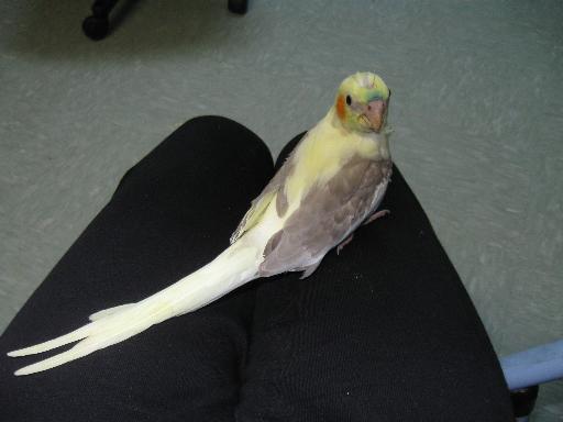 Holy Tail Feathers Batman!

June 7th, 2009

Look how long and beautiful her tail feathers are! OMG she's absolutely a beautiful bird!