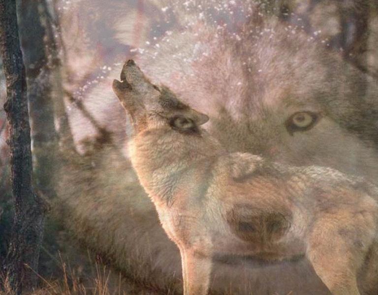 howling wolf wallpaper, 'cause wolves are awesome.