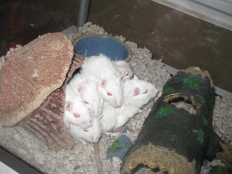 Huddling together 'inside' their hut. XD