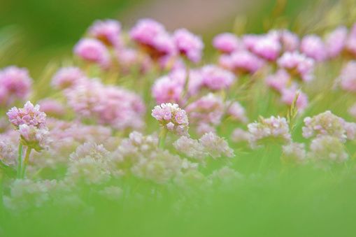 istockphoto 941843766 170667a