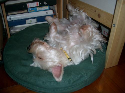 Jack, snoozing away.
Photo taken back in 2005.