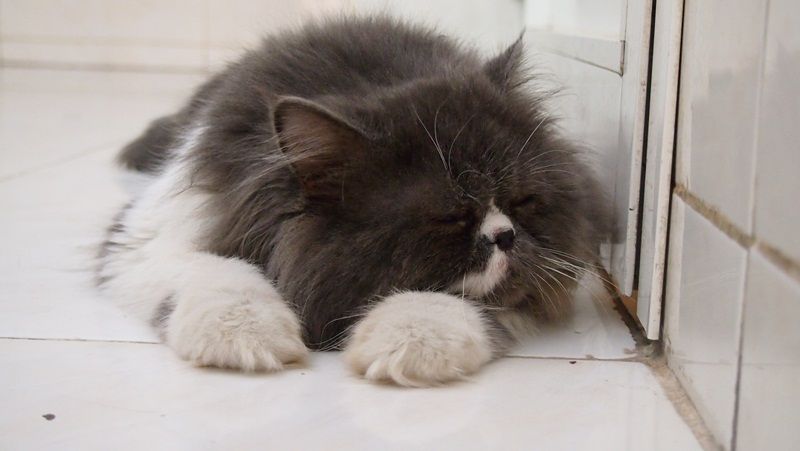 Jack, the male cat :3