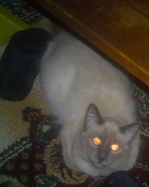 Jack