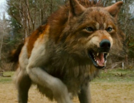 Jacob wolf