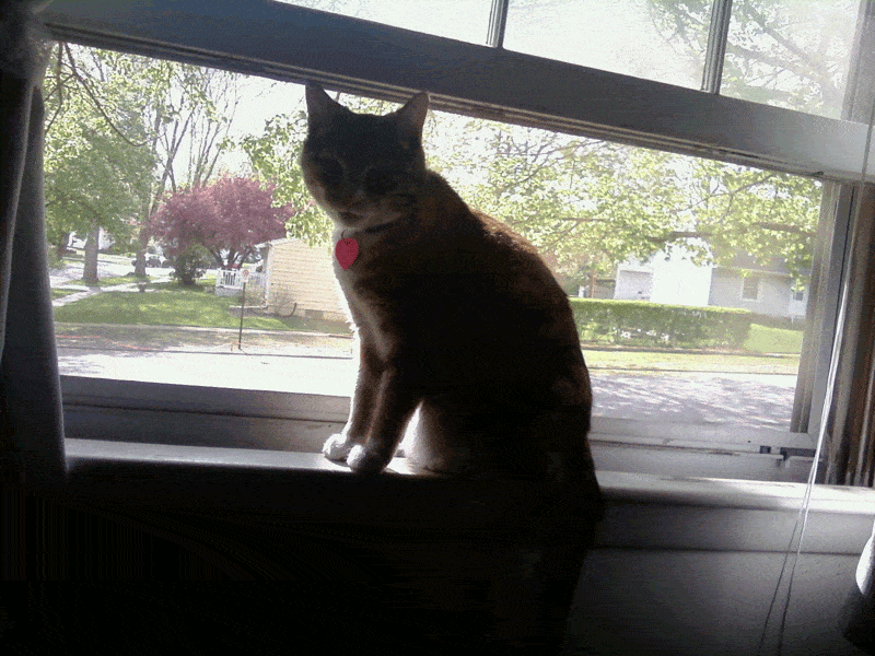KITTEH IS HUNTING. GO AWAY.
