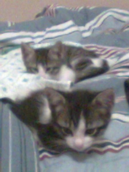 kitties
