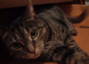 Kitty is a good camera poser