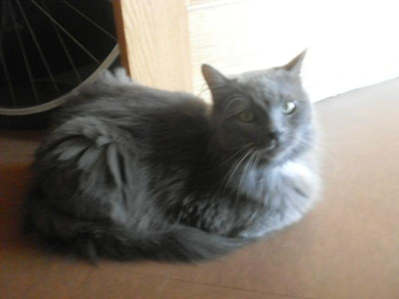 Kittycat :3