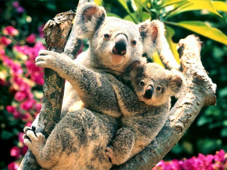Koalas, Australia