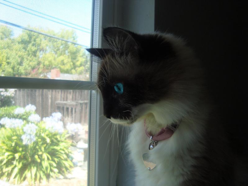 Lana, looking at a bird outside. :3
