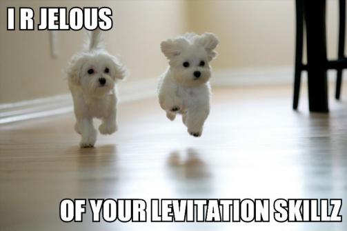levitation puppy