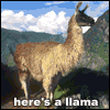 Llama Song