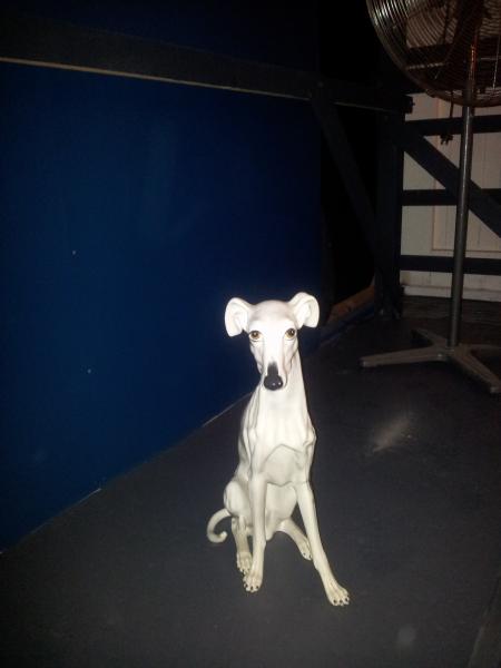 lol statue dog at Sydney Independent Theater Company in Newtown It would be a dog Julian Assange would have.