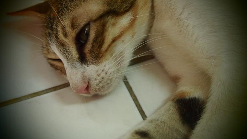 Lolly the shewolf cat :3 she could own Jack any day lol..