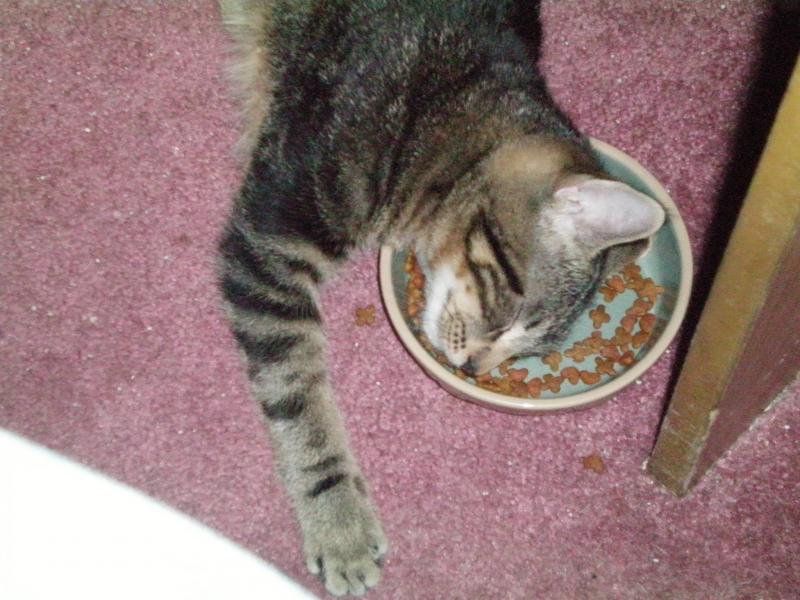 Look down from my PC one evening to see he fell asleep in his food dish.