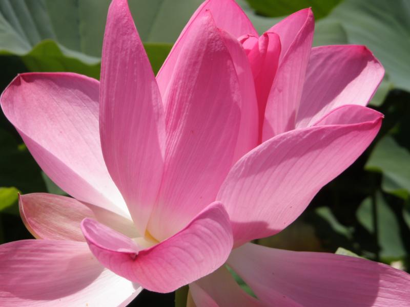 Lotus
