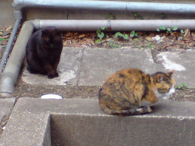 Mayuge and Obasan, the university cats
