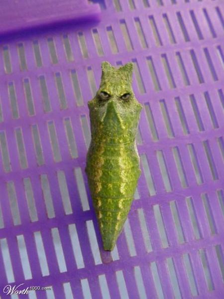 Metapod