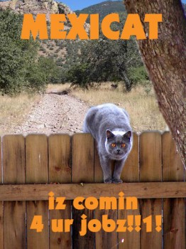 mexicat