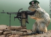 Military Squirrel