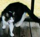 mishki2