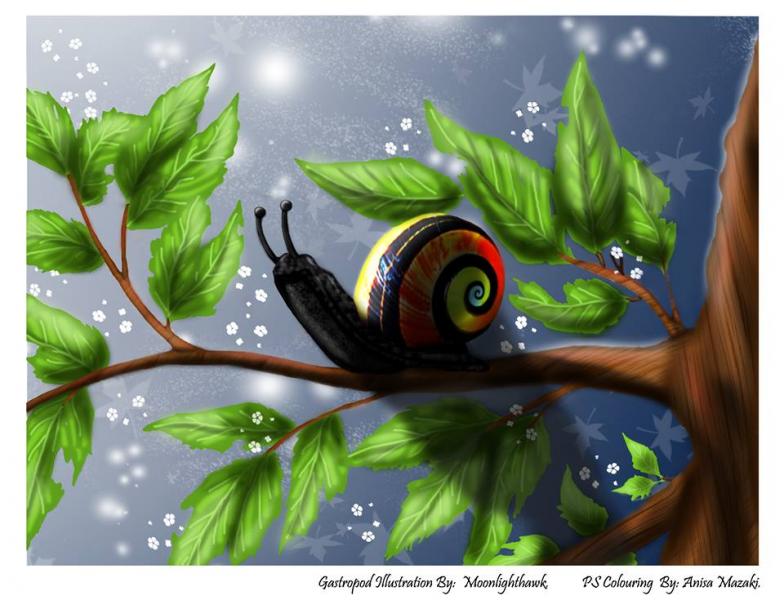 Moonlighthawk's Gastropod   Coloured 2017