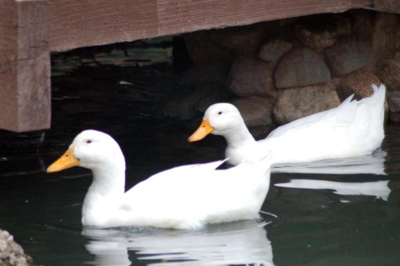 More Ducks