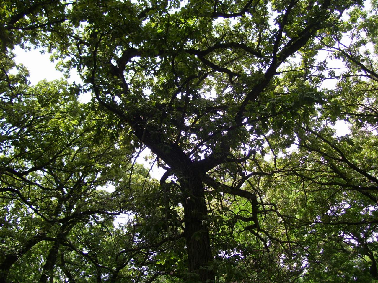 more forest