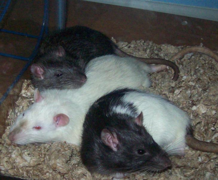 My babies, Timothy (brown rat), Jack (White rat) and Remy (the mixed colored rat). They are my joy