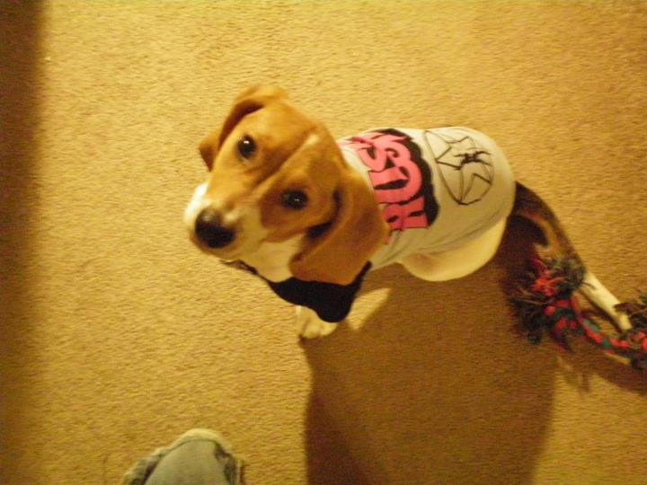 My basset rescue, Maggie Mae, rocking out in her RUSH t-shirt.