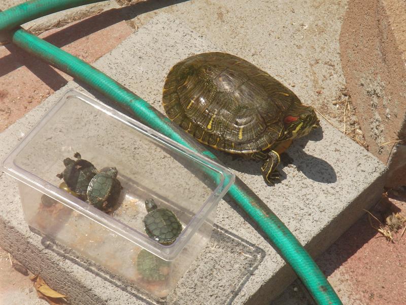 my big turtle and 4 baby turtles