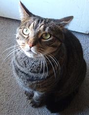 My cat, Bandit