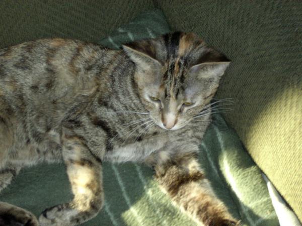 My cat Gumdrop