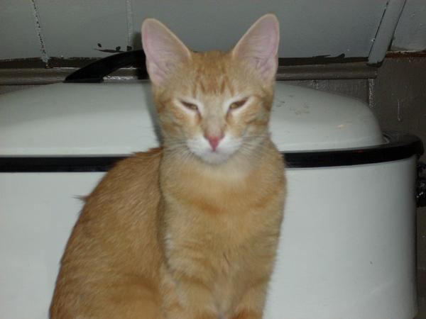 My Cat Isabel