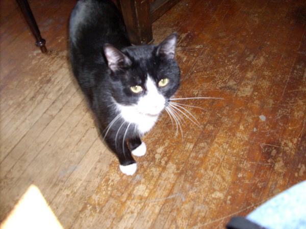 My cat Salem