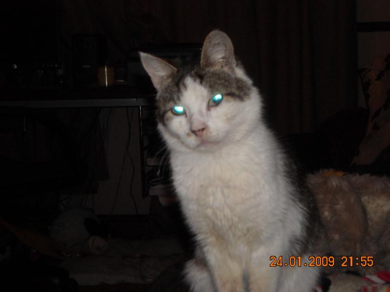 My Cat Simber