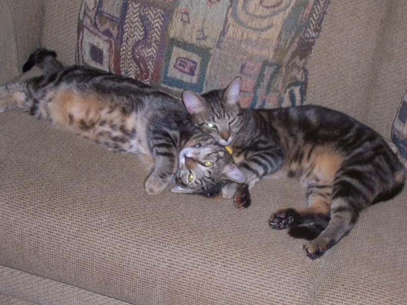 My cats Brady & Bubba