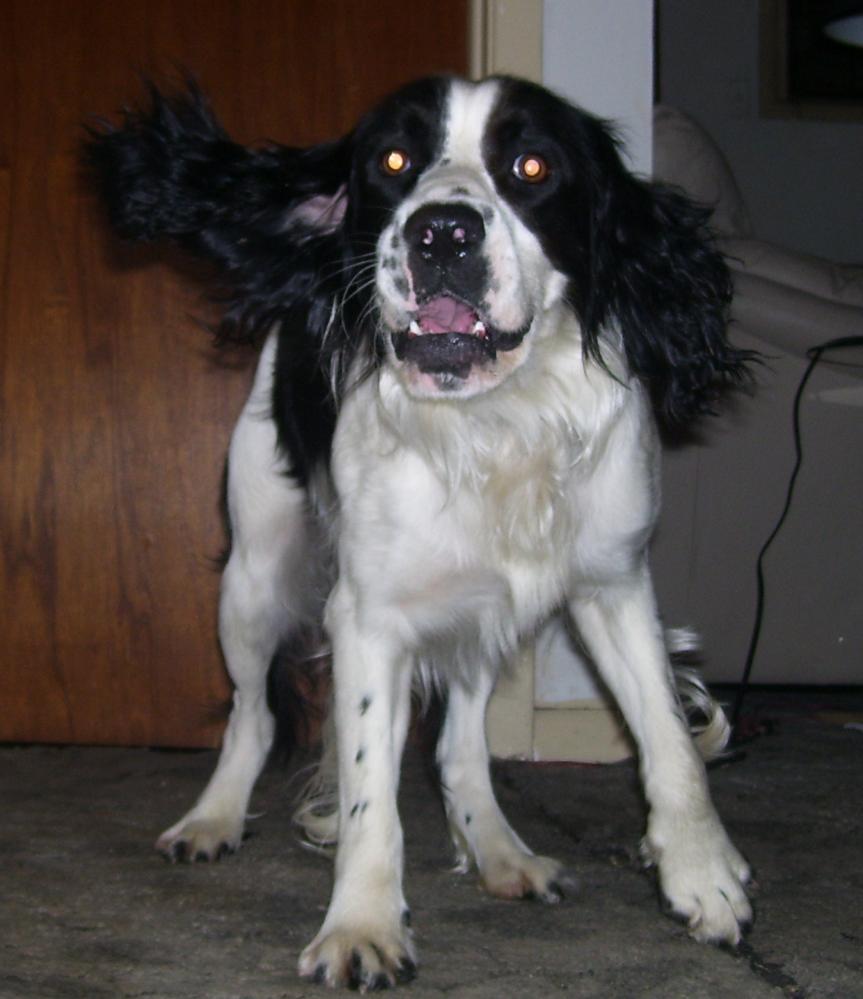 My Dog attempting to play.