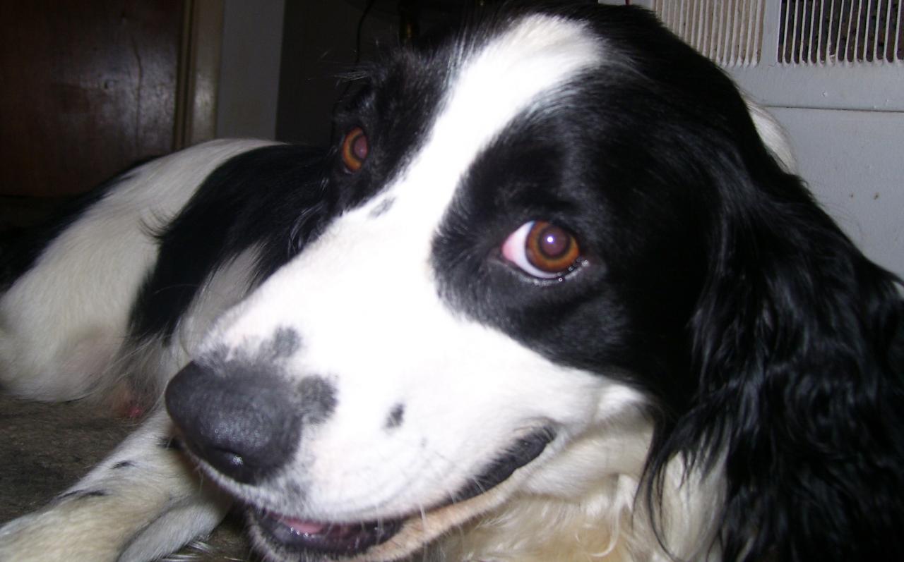 My Dog being cute.
