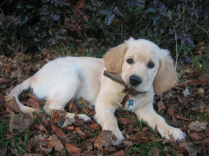 My doggy. When he was still small