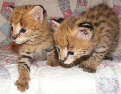 My fave animal.... BABY SERVALS!!! <3