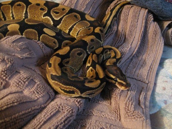My female Ball Python, Colby.
