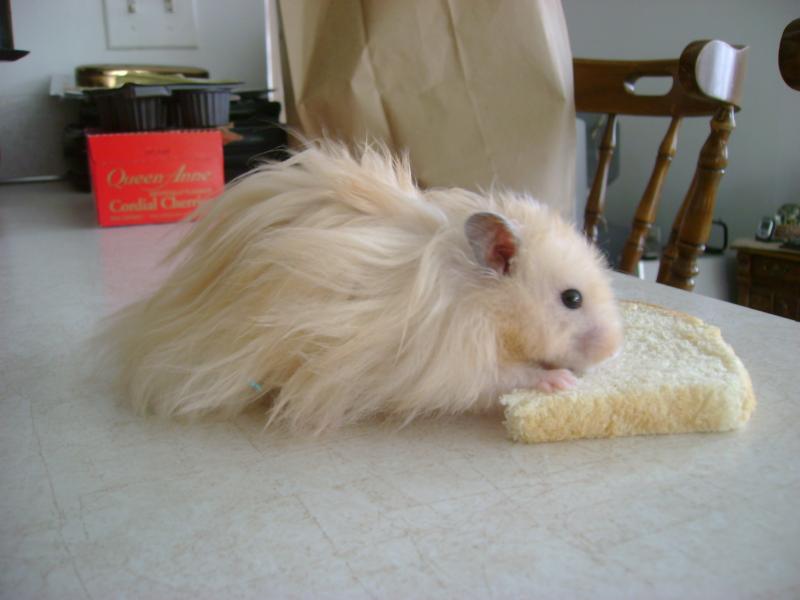 My hamster chubz again
(male)