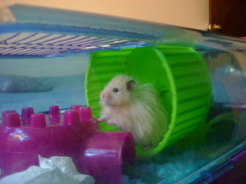 My hamster Chubz
(male)
