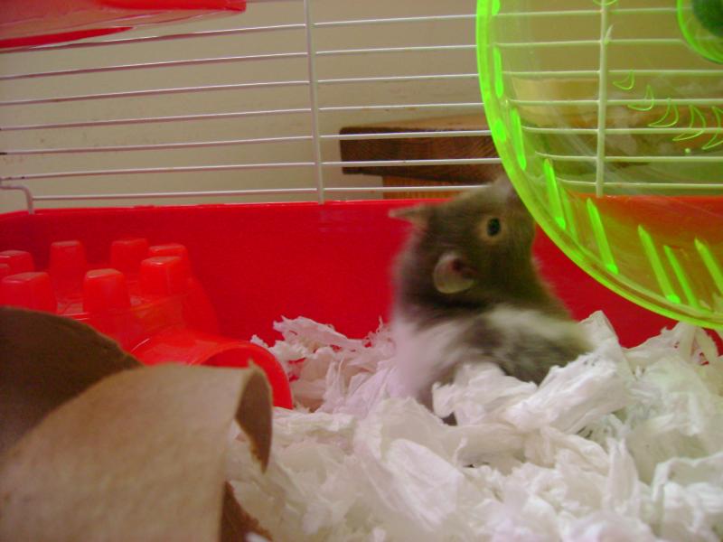 & my little girly hamster Shanti
(female)
