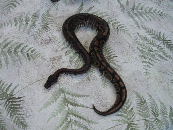 My male Ball Python, Glaedr.