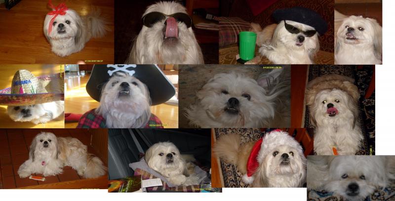 My PET SPOT!! he is my idol!! :)