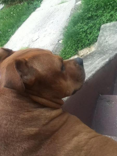 My pit bull, Baby Girl.