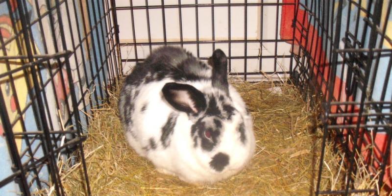 My rabbit Tre,
Very French I know,
My mum named him after Tre Cool from Green Day!